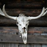 DIY Wall Art - a skeleton of an animal