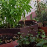 Home Composting - a group of plants in pots