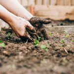 Organic Garden - person holding brown and black frog