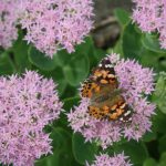 Pollinator Garden - beige moth on pirple flowers