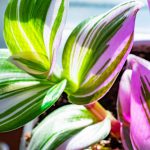 Sustainable Houseplants - pink and green flower in close up photography