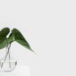 Clean Air Ducts - green leafed plant on clear glass vase filled with water