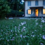 New Build Vs Old Home - field of purple flower beside house