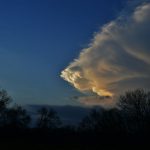 Weather Protection - silhouette of trees during daytime