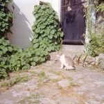 Small Yard Landscaping - a cat sitting on the ground in front of a building