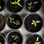 Herb Garden - green leafed seedlings on black plastic pots