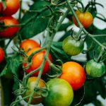 Smart Garden - tomatoes hanging on tomato plant