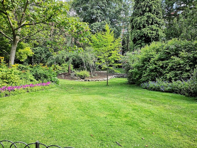 Backyard - green grass field with trees