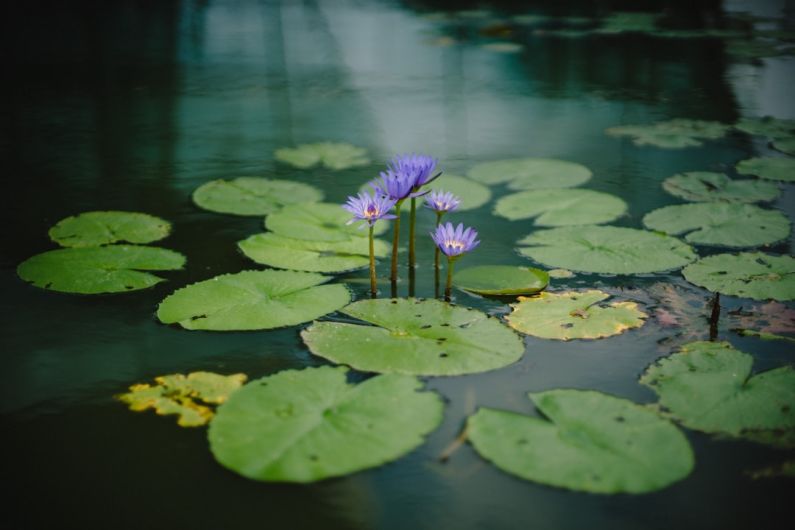 Pond - photography of purple petaled flower near body of water during daytime