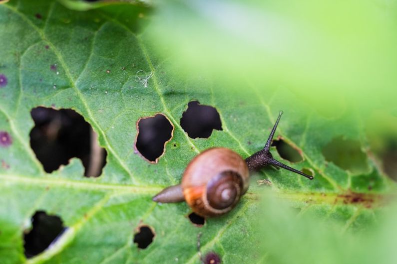 Pest - brown snail on green leaf