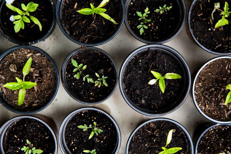 Gardening - green leafed seedlings on black plastic pots